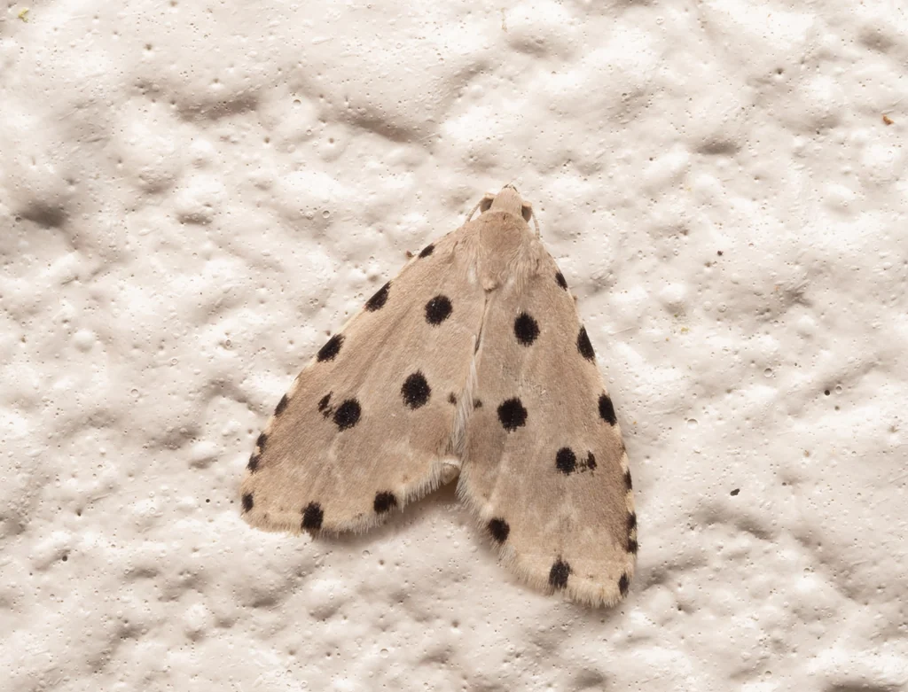 Metaemene atrigutta (Walker, 1862) photograph