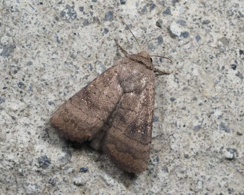 Athetis stellata (Moore, 1882) photograph