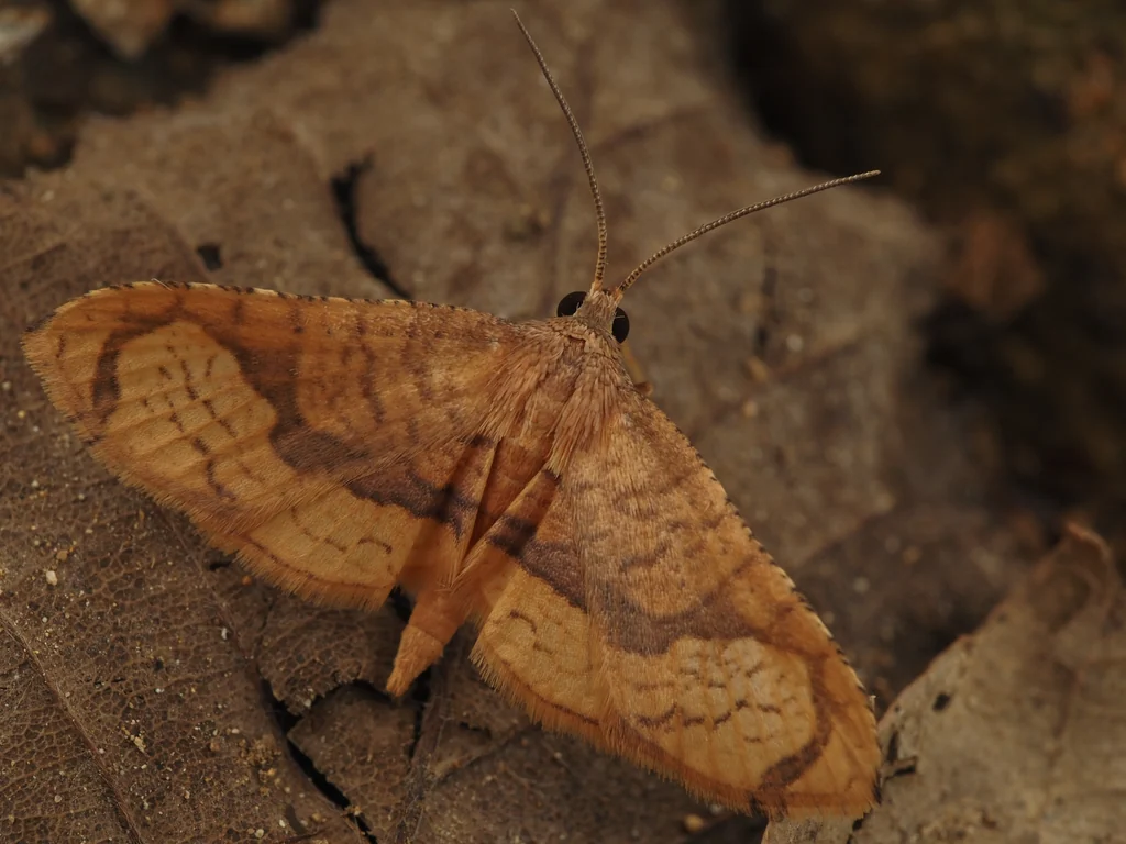 Rhodoneura hyphaema (West, 1932) photograph