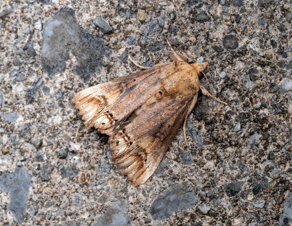 Hypocala biarcuata (Walker, 1858) photograph