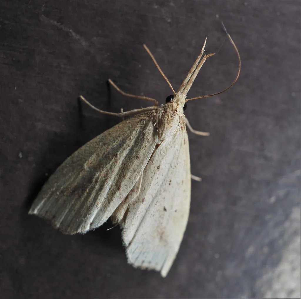 Hypenomorpha calamina (Butler, 1879) photograph