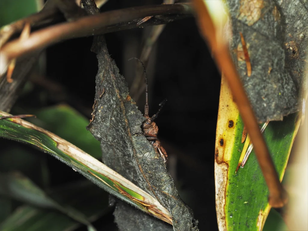 Parechthistatus (Mesechthistatus) fujisanus Hayashi, 1957 photograph