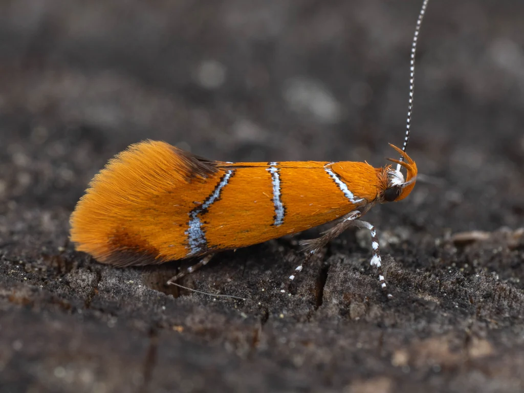 Promalactis ermolenkoi Lvovsky, 1986 photograph