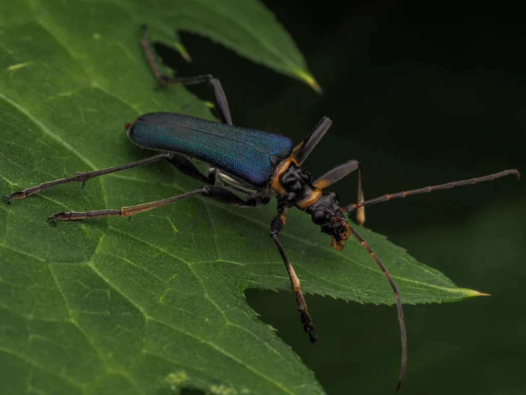 Stenocorus (Eutoxotus) caeruleipennis (Bates, 1873) photograph