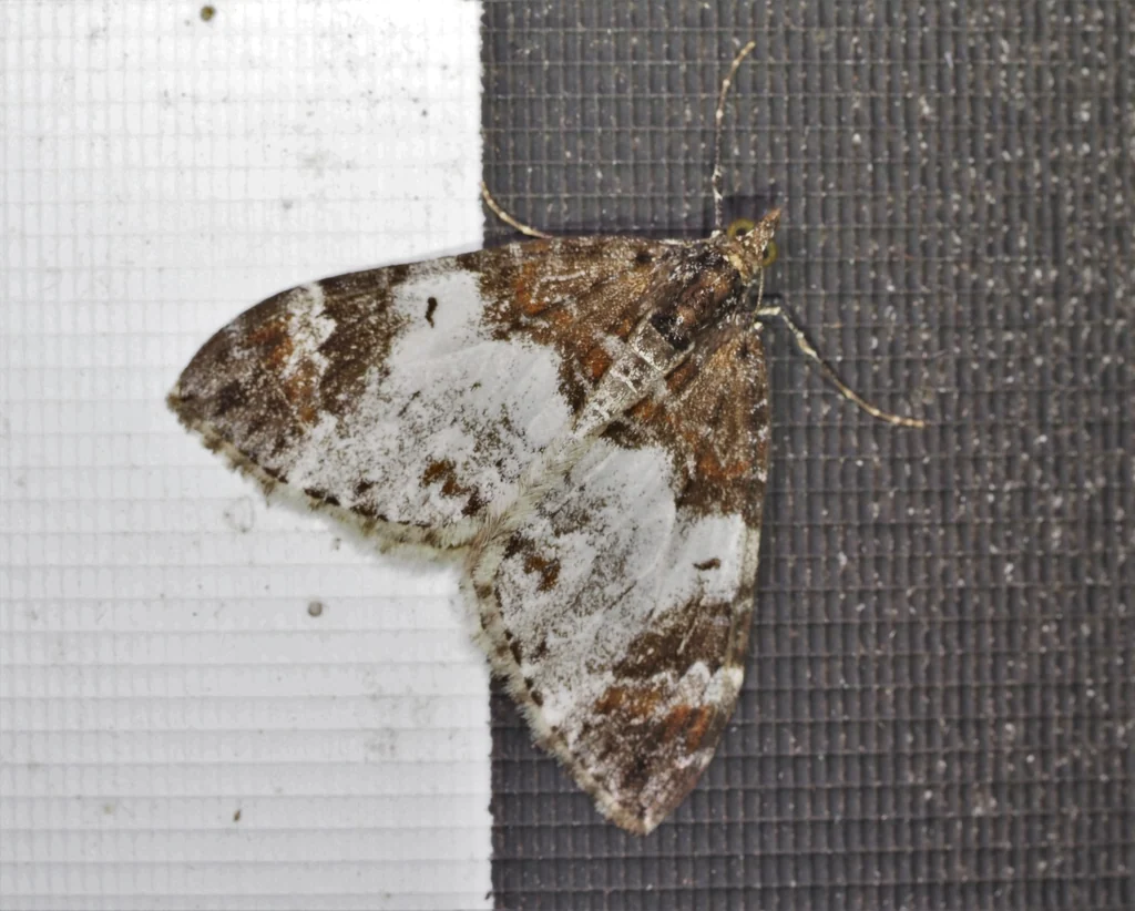 Dysstroma cinereata (Moore, 1867) photograph