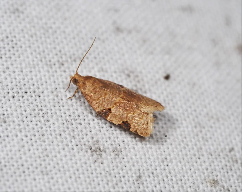 Neocalyptis liratana (Christoph, 1881) photograph