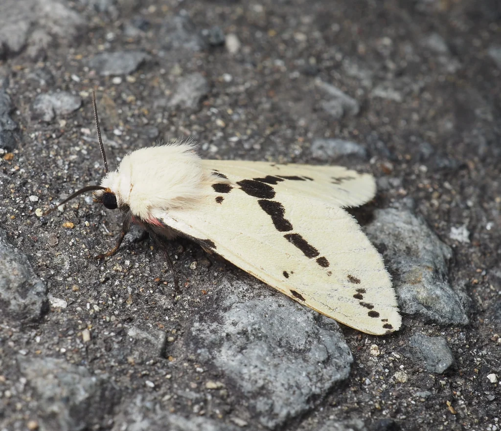 Spilarctia obliquizonata (Miyake, 1910) photograph