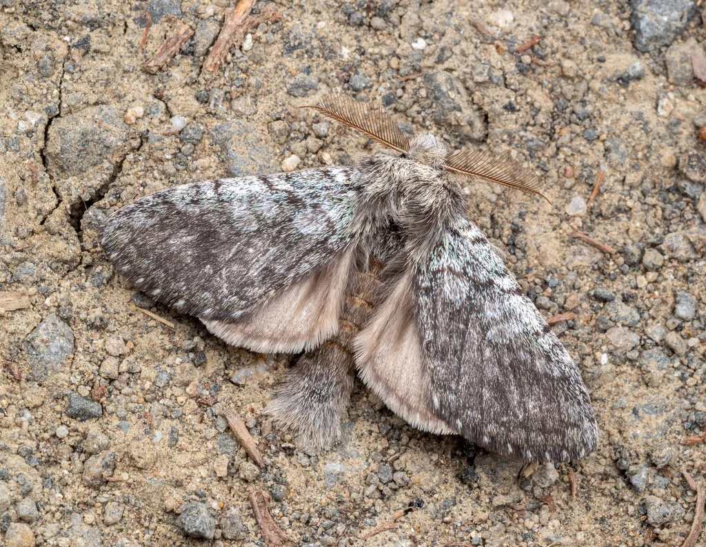 Syntypistis punctatella (Motschulsky, 1861) photograph