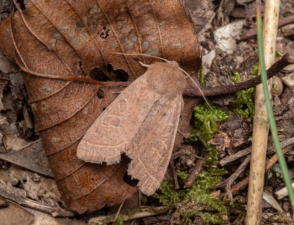 Orthosia paromoea (Hampson, 1905) photograph