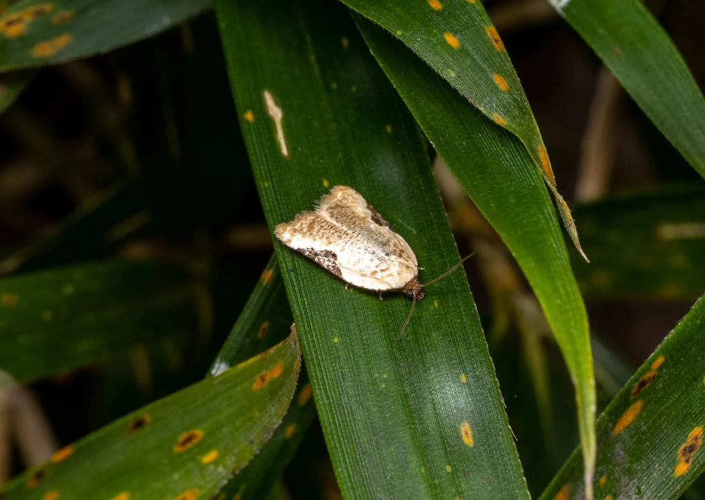 Acleris affinatana (Snellen, 1883) photograph