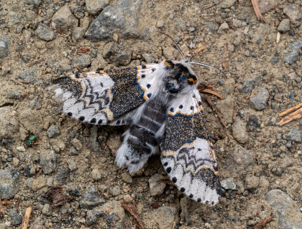 Furcula bicuspis (Borkhausen, 1790) photograph