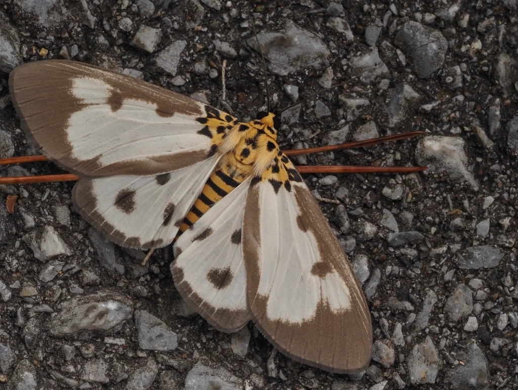 Asota plana (Walker, 1854) photograph