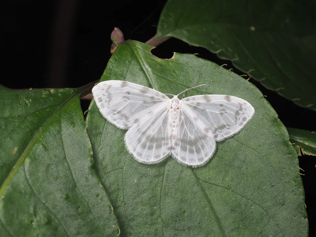 Deroca inconclusa (Walker, 1856) photograph