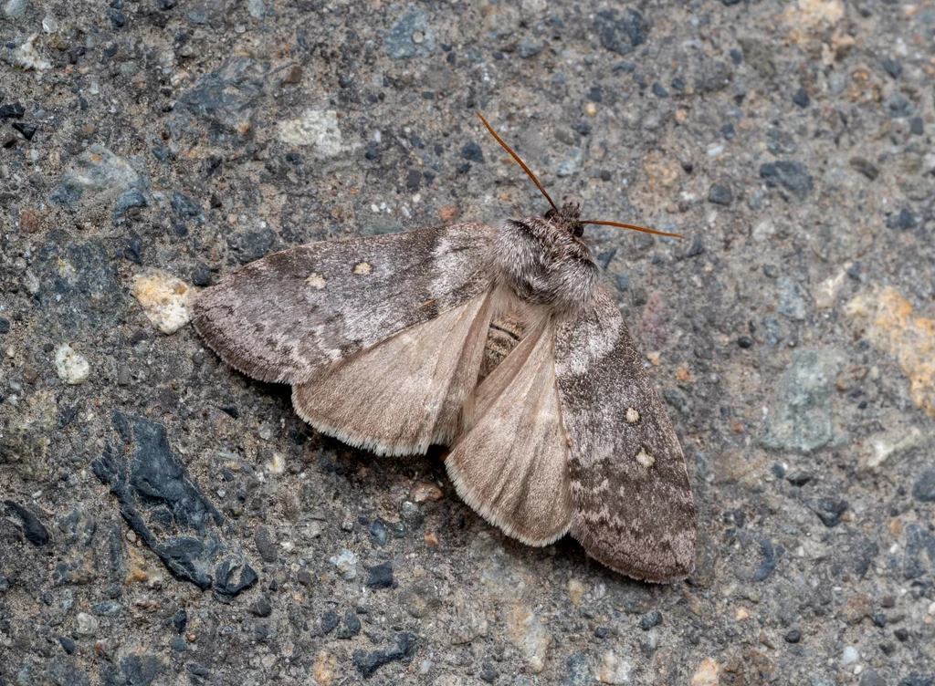 Demopsestis punctigera (Butler, 1885) photograph