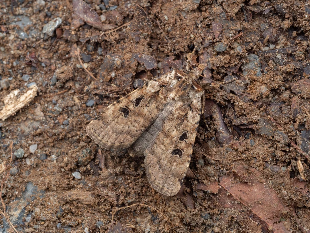 Hermonassa arenosa (Butler, 1881) photograph