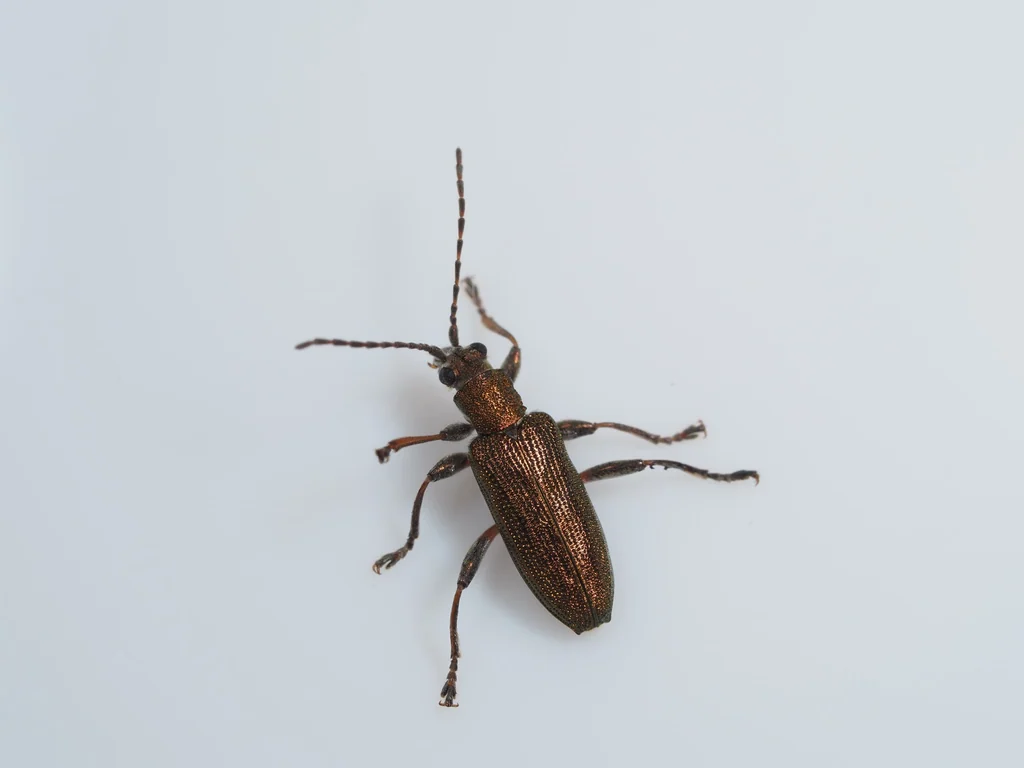 Donacia (Donaciomima) vulgaris vulgaris Zschach, 1788 photograph