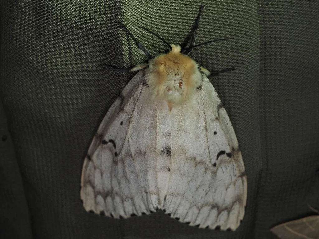 Lymantria dispar (Linnaeus, 1758) photograph