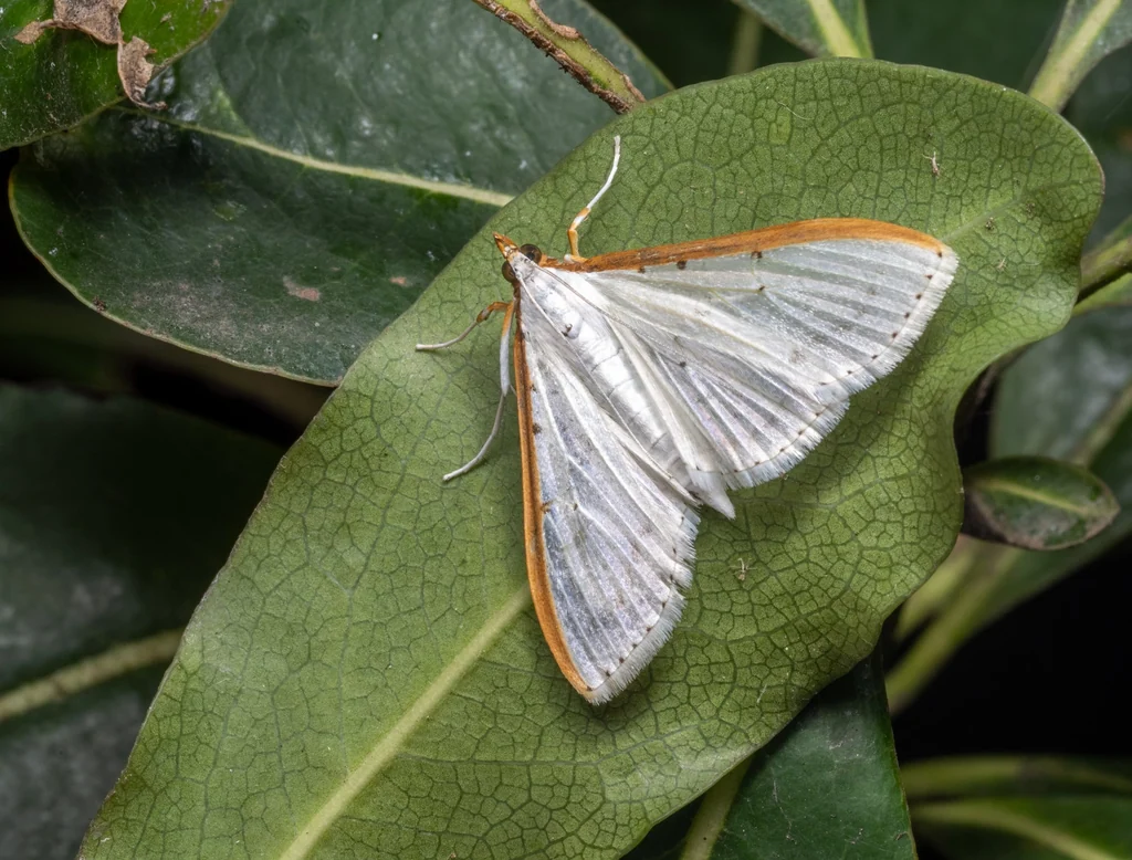 Palpita nigropunctalis (Bremer, 1864) photograph