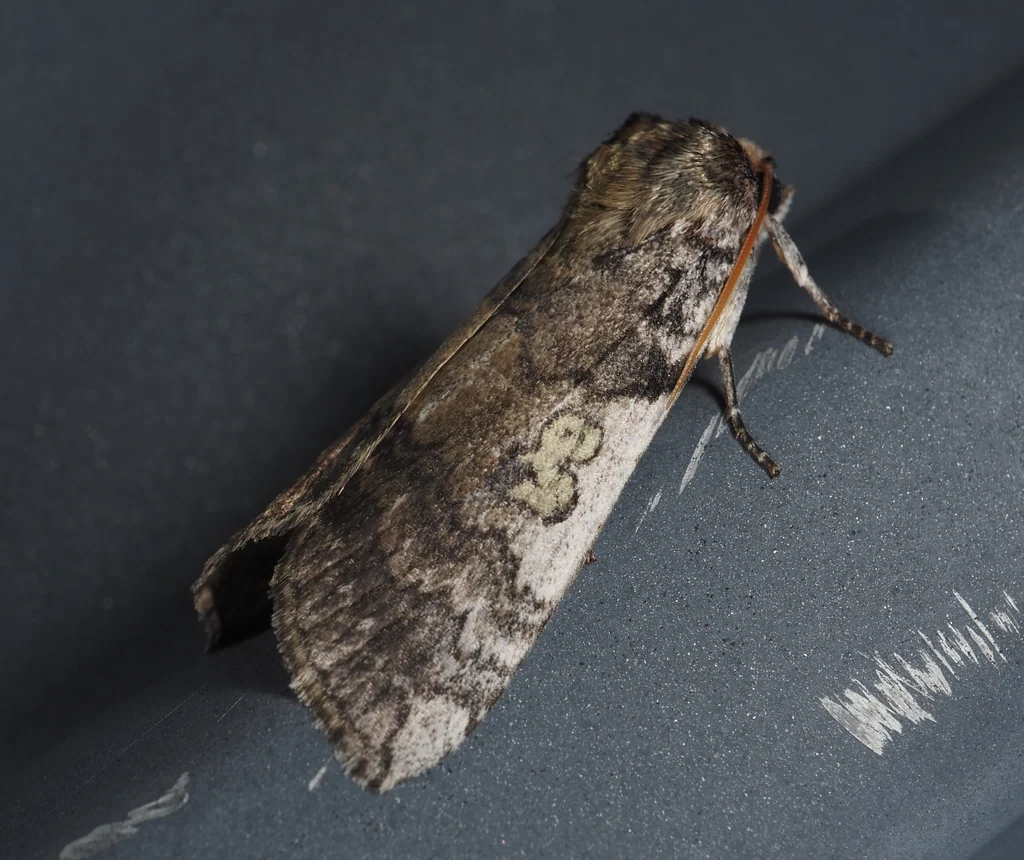 Tethea albicostata (Bremer, 1861) photograph