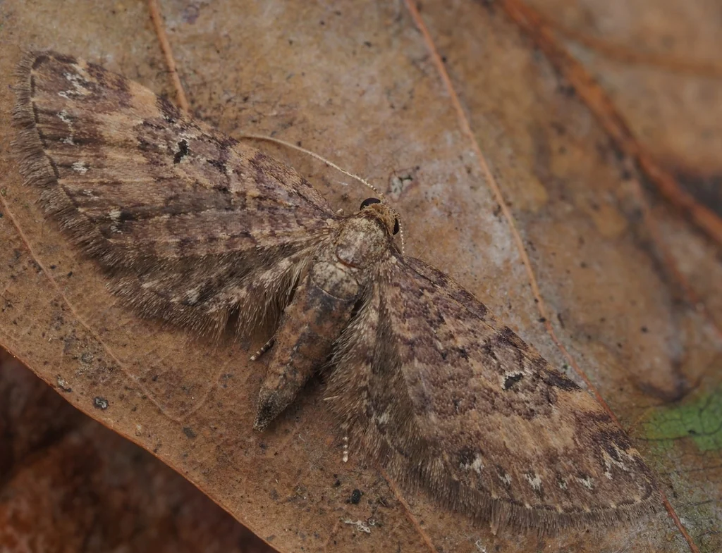 Eupithecia niphonaria Leech, 1897 photograph