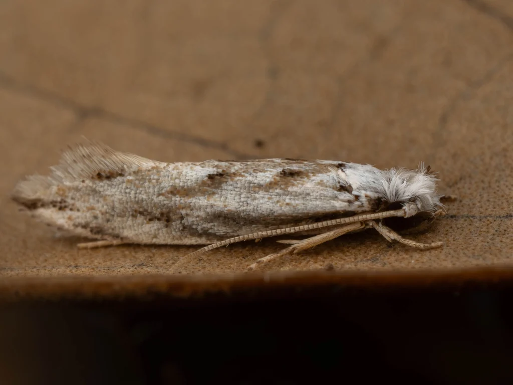 Comodica contributa (Meyrick, 1932) photograph