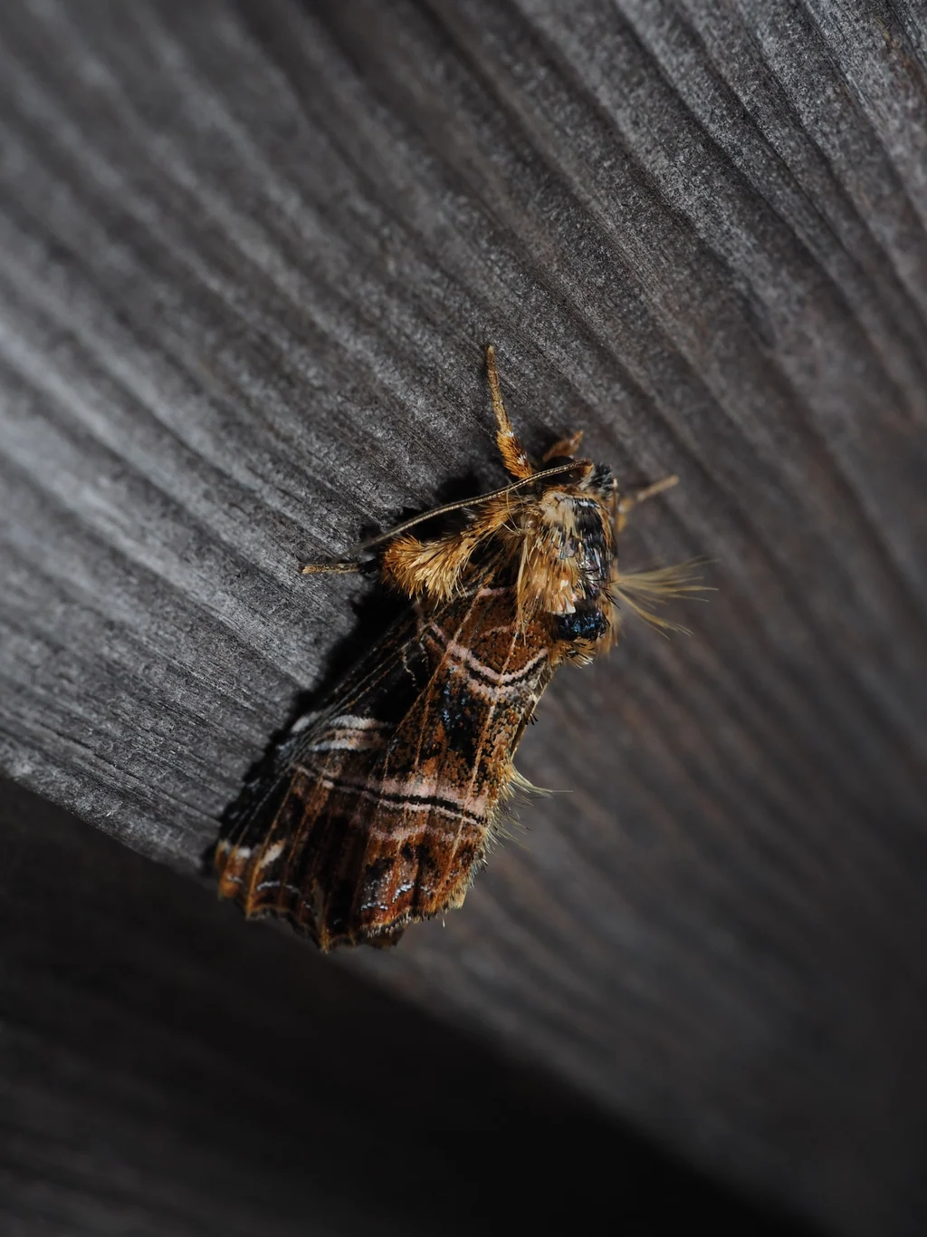 Callopistria repleta Walker 1858 photograph