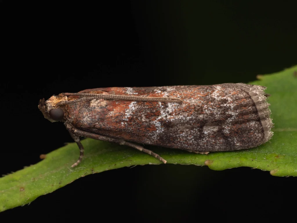 マツアカマダラメイガ(Dioryctria pryeri Ragonot, 1893)の写真