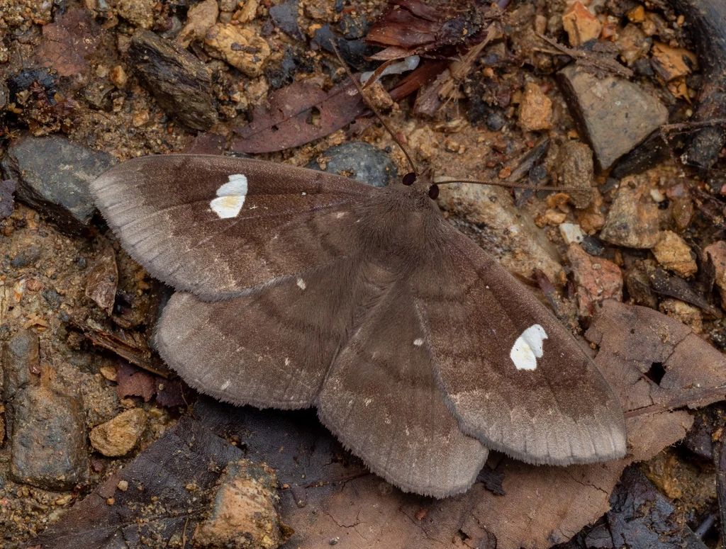 Edessena gentiusalis (Walker, 1859) photograph