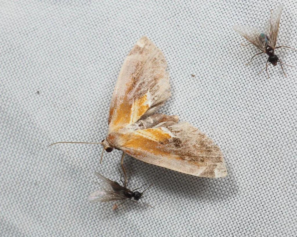 Lophomilia flaviplaga (Warren, 1912) photograph