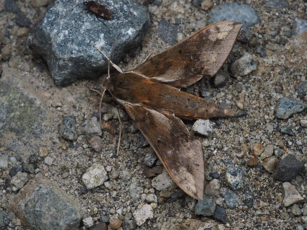 Rhagastis trilineata Matsumura, 1921 photograph