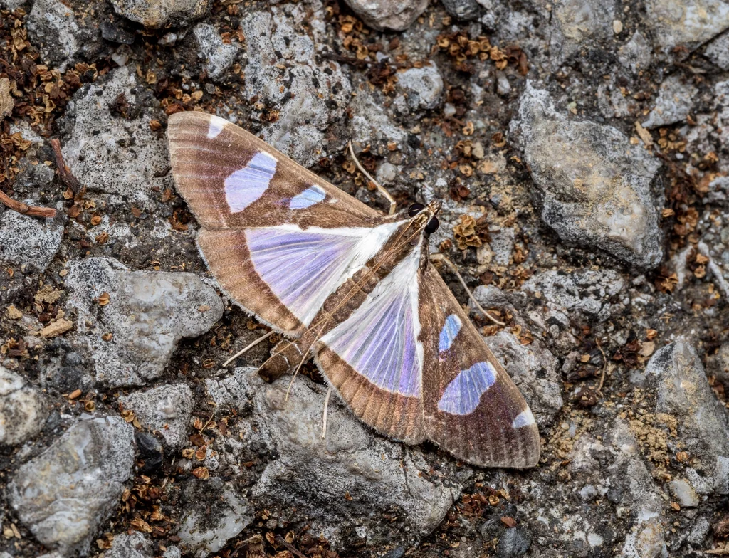 Glyphodes actorionalis Walker, 1859 photograph