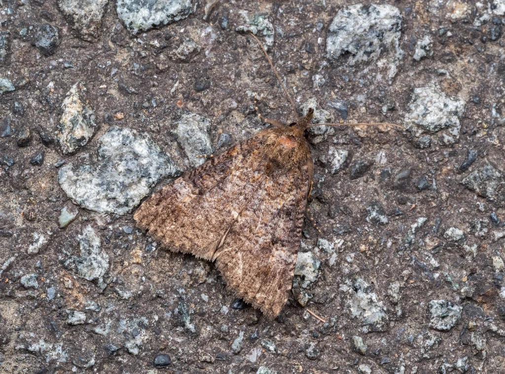 Hypena tristalis (Lederer, 1853) photograph