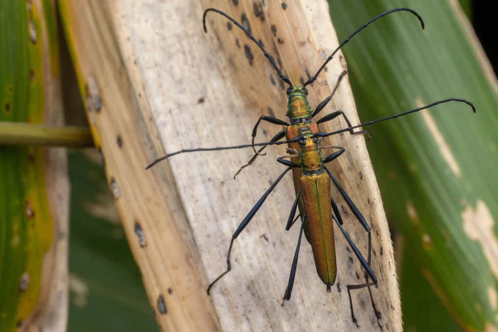 Chloridolum (Leontium) viride (Thomson, 1864) photograph