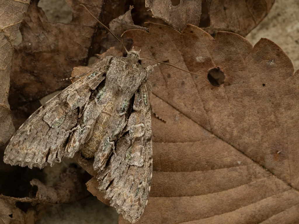 Meganephria extensa (Butler, 1879) photograph