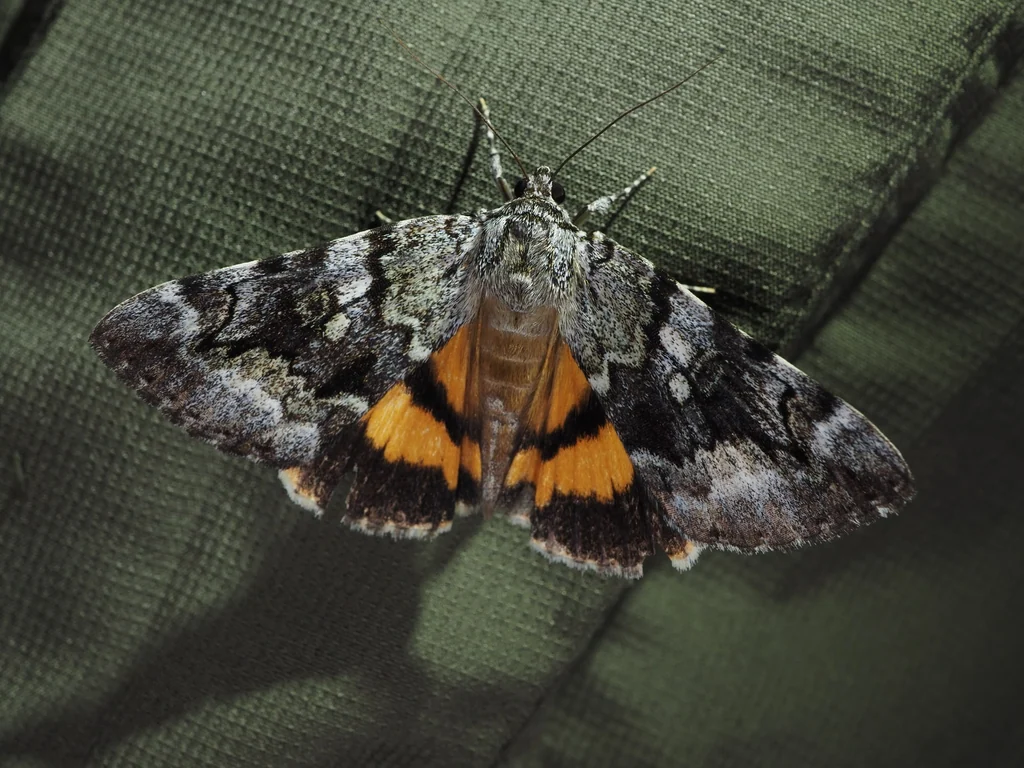Catocala ella (Butler, 1877) photograph