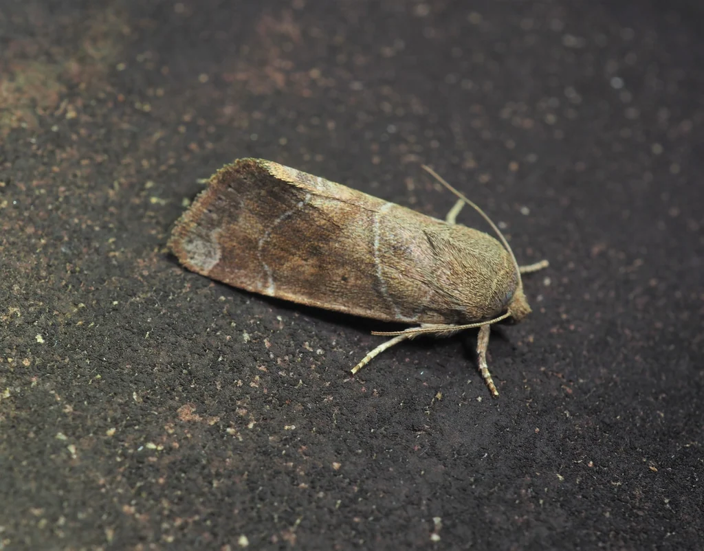 Cosmia unicolor (Staudinger, 1892) photograph
