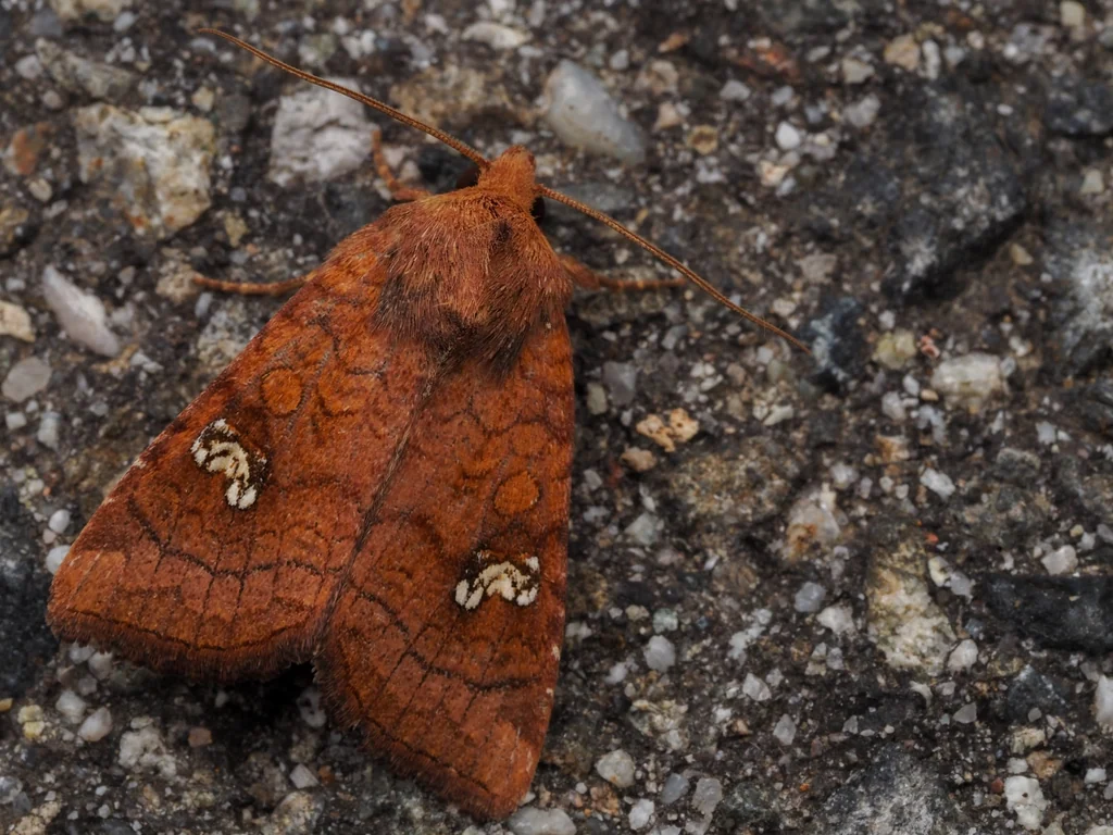 Amphipoea burrowsi (Chapman, 1912) photograph