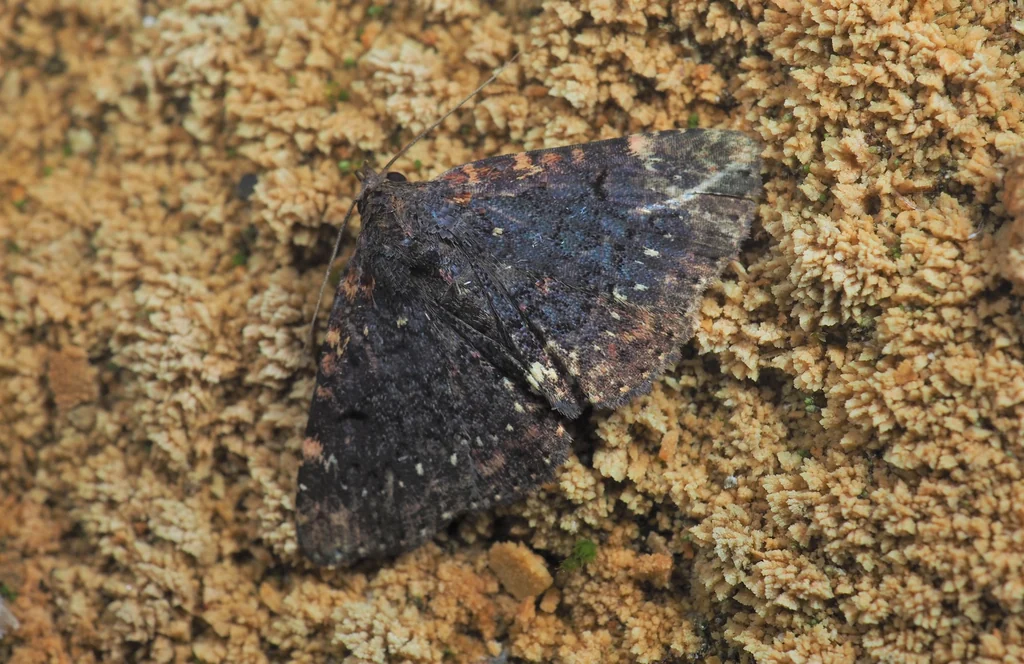 Diomea cremata (Butler, 1878) photograph