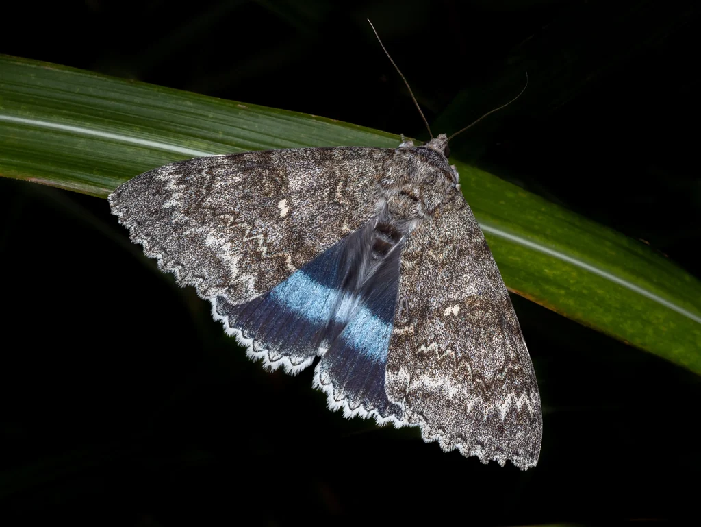 Catocala fraxini (Linnaeus, 1758) photograph