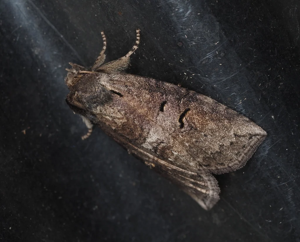 Epipsestis ornata (Leech, 1889) photograph