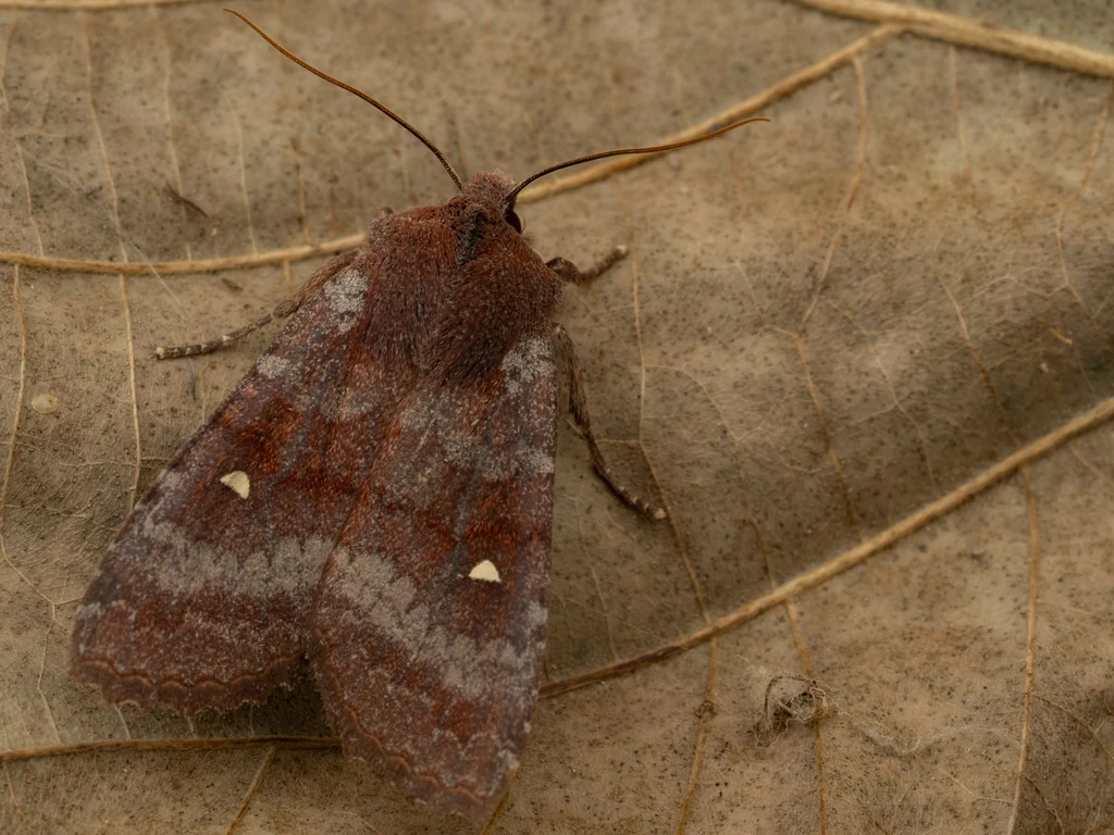 Eupsilia unipuncta Scriba, 1919 photograph