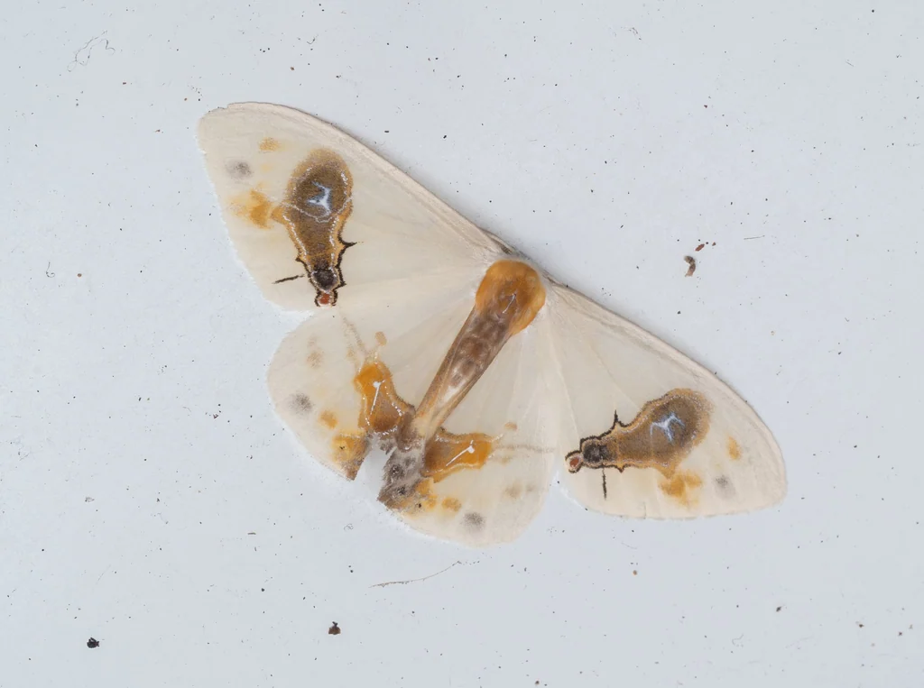 Macrocilix maia (Leech, 1889) photograph