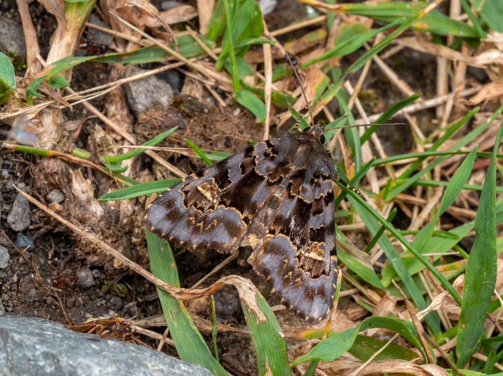 Phlogophora aureopuncta (Hampson, 1908) photograph