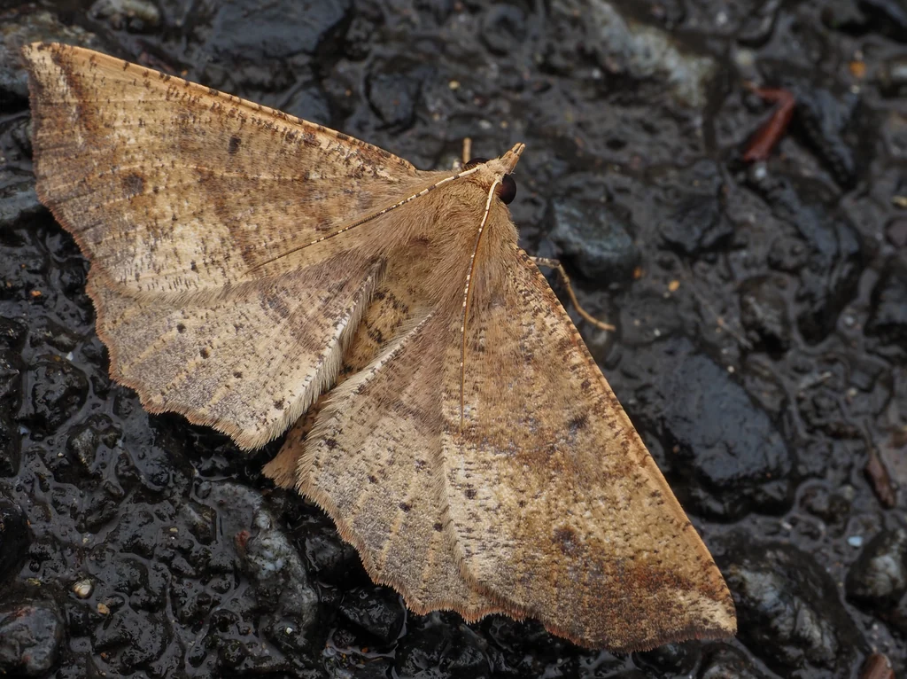 Xerodes albonotaria (Bremer, 1894) photograph