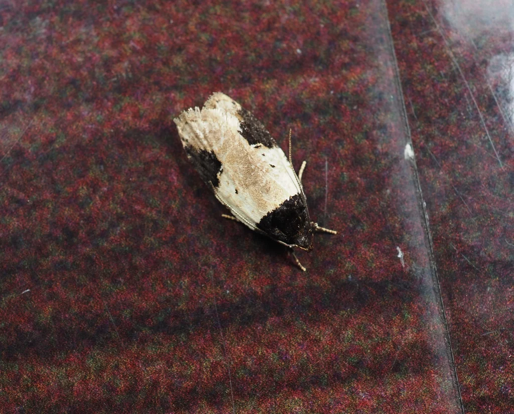 Agonopterix costaemaculella (Christoph, 1882) photograph