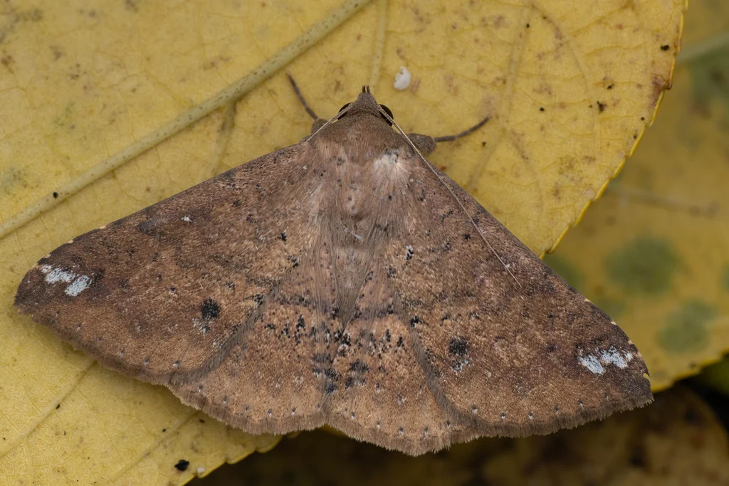 ヤエヤマウスムラサキクチバ（Ericeia inangulata (Guenée, 1852)）の写真