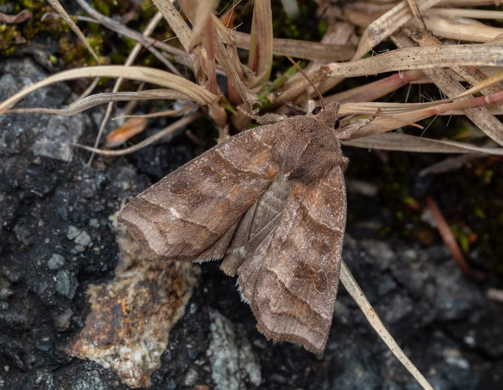 Ipimorpha retusa (Linnaeus, 1761) photograph