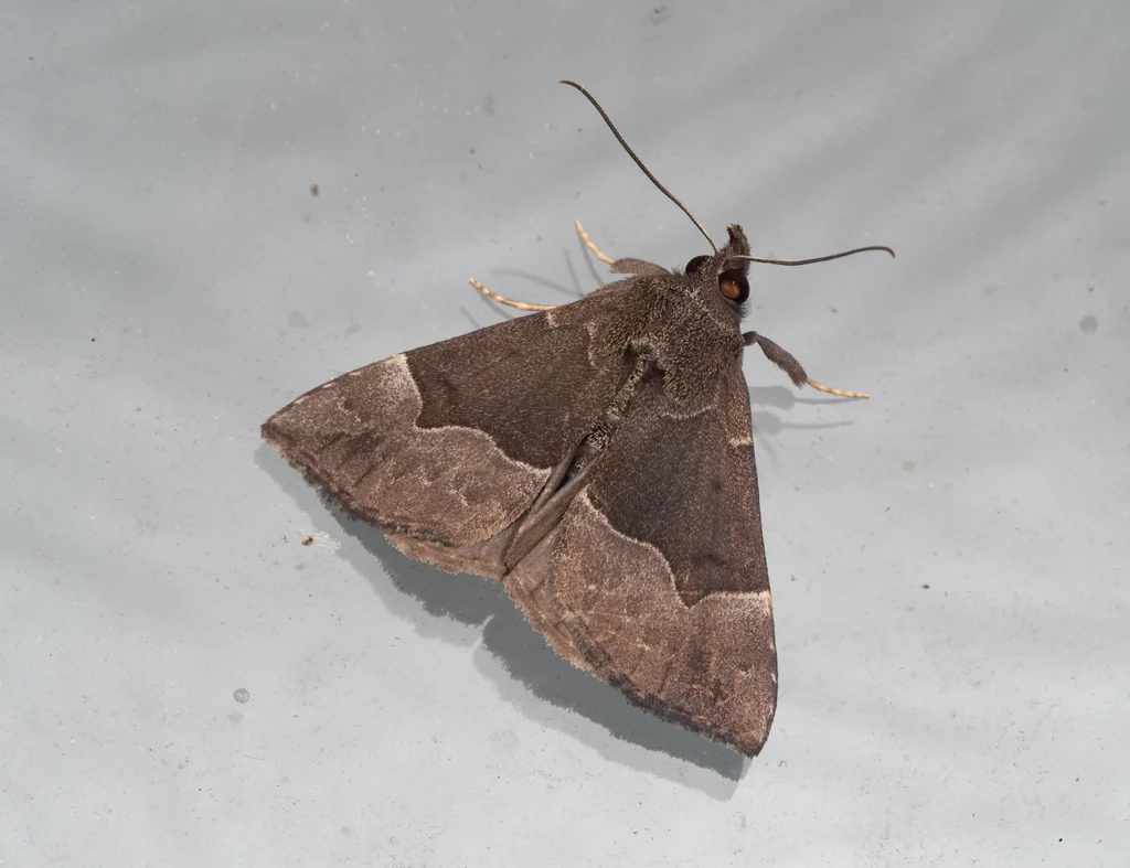 Bomolocha stygiana (Butler, 1878) photograph