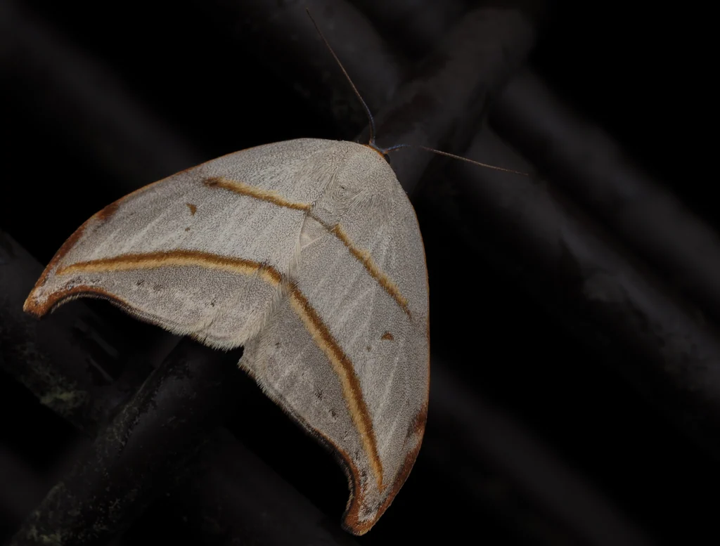 Nordstromia japonica (Moore, 1877) photograph
