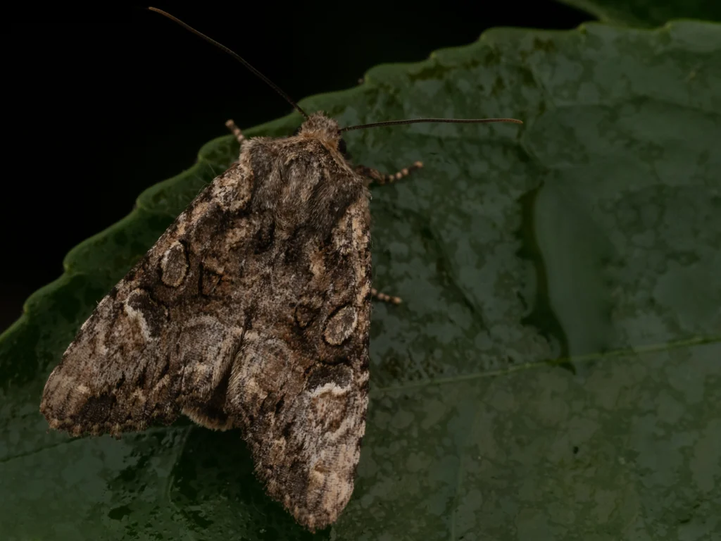 Nyctycia stenoptera (Sugi, 1959) photograph